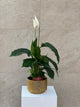 Spathiphyllum Peace Lily in Gold Mosaic Pot