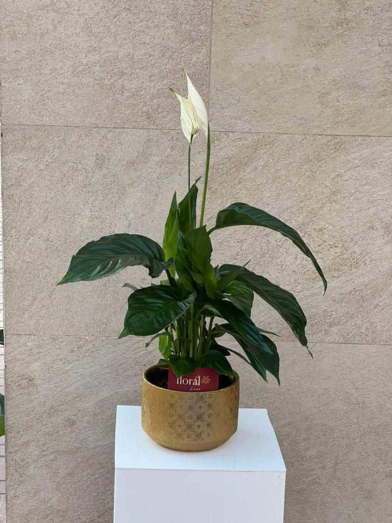 Spathiphyllum Peace Lily in Gold Mosaic Pot