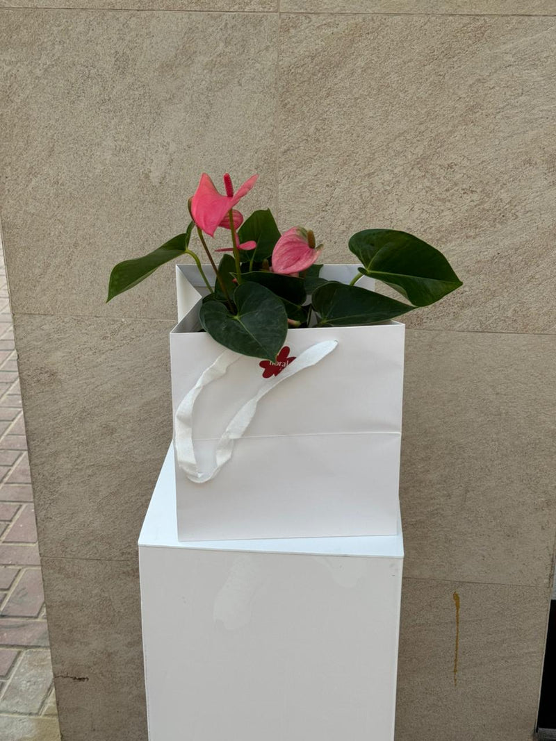 Pink Anthurium Plant in Gray Ceramic Pot