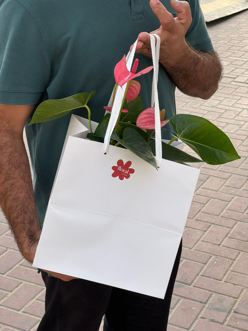 Pink Anthurium Plant in Gray Ceramic Pot