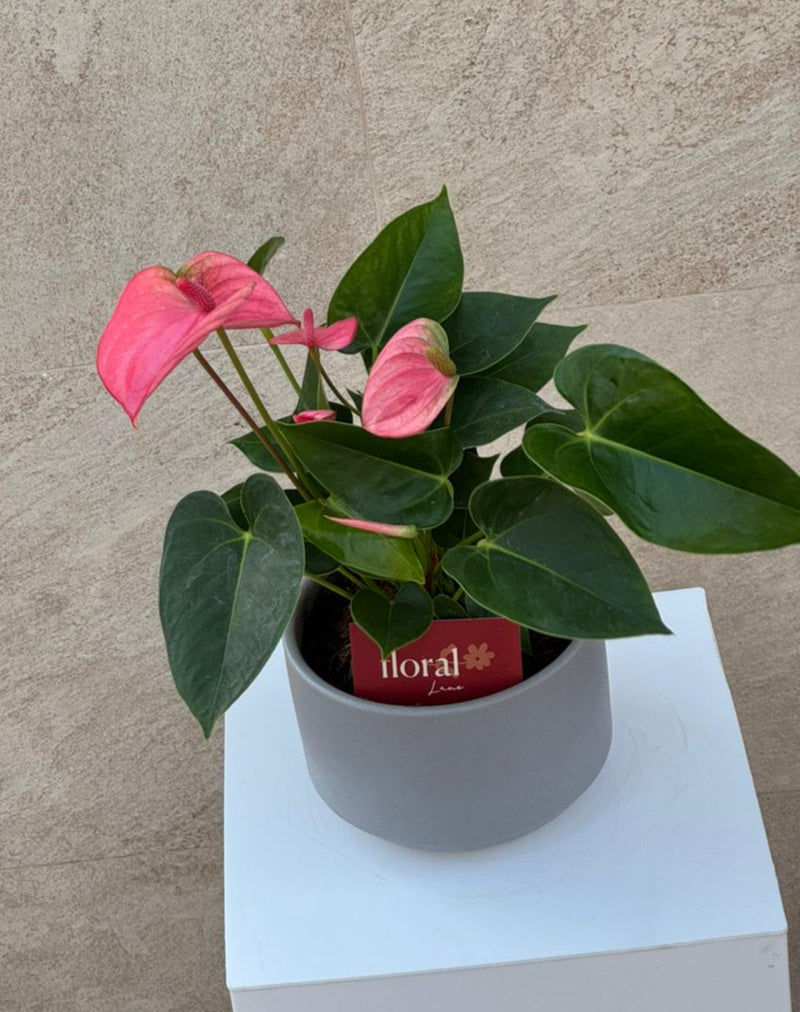 Pink Anthurium Plant in Gray Ceramic Pot