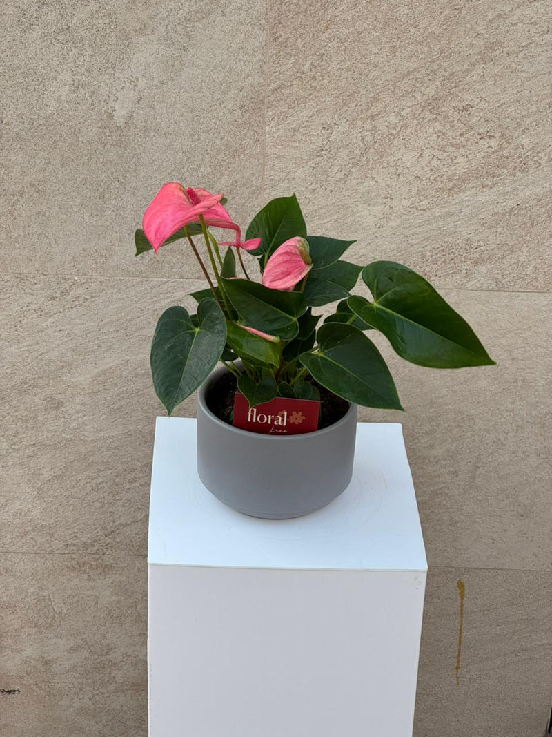 Pink Anthurium Plant in Gray Ceramic Pot