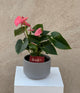 Pink Anthurium Plant in Gray Ceramic Pot