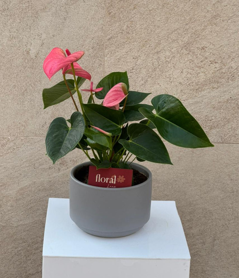 Pink Anthurium Plant in Gray Ceramic Pot