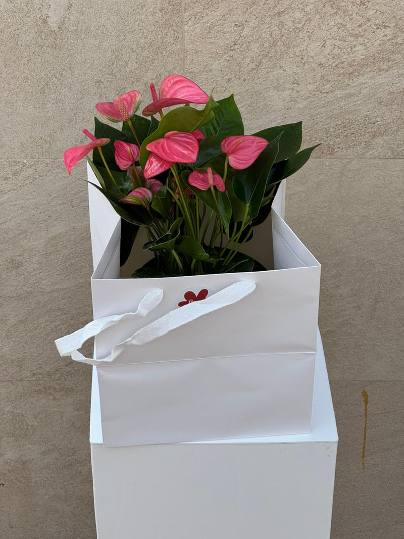 Pink Anthurium Plant in Green Mosaic Pot