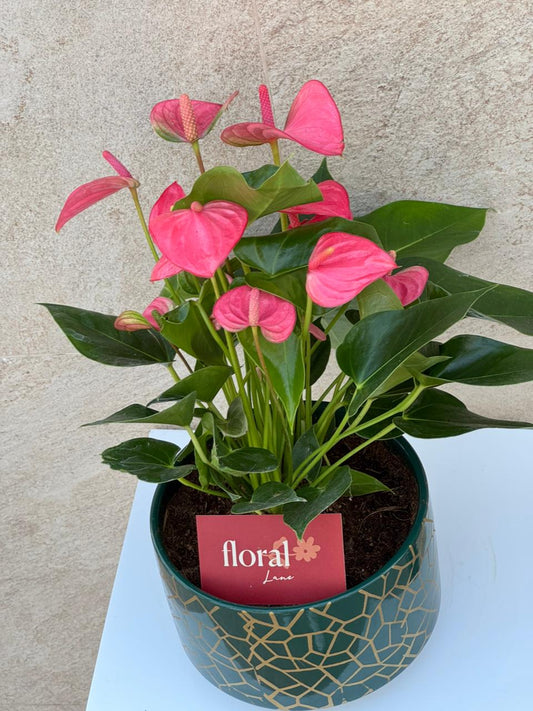 Pink Anthurium Plant in Green Mosaic Pot