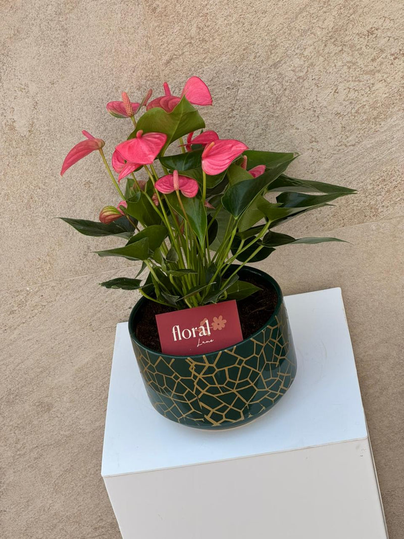Pink Anthurium Plant in Green Mosaic Pot