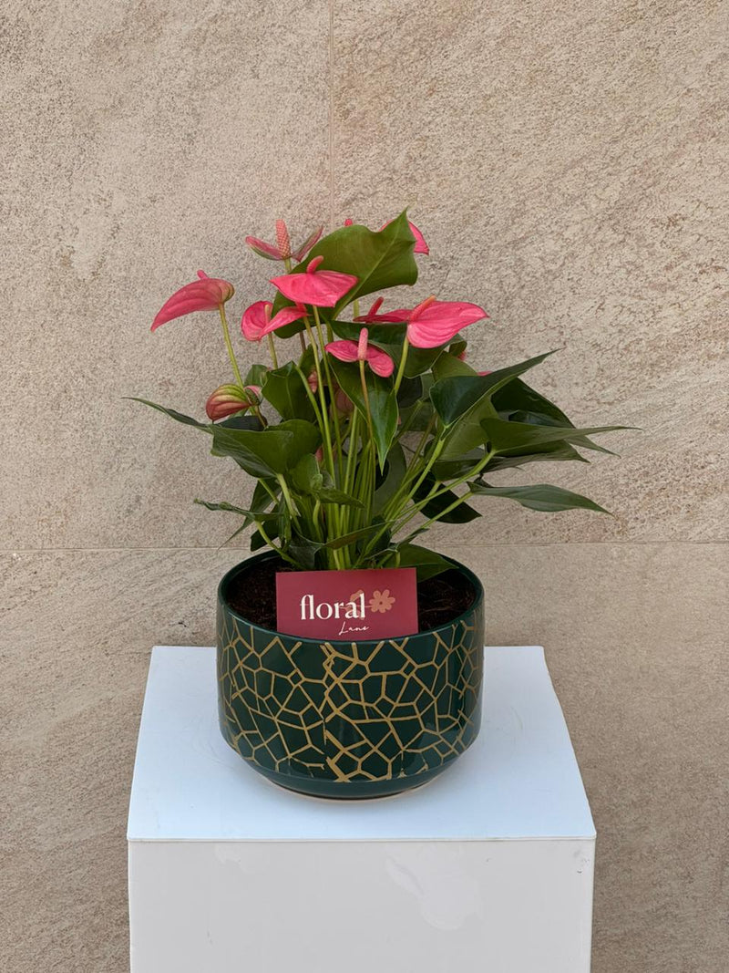 Pink Anthurium Plant in Green Mosaic Pot