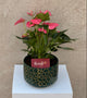 Pink Anthurium Plant in Green Mosaic Pot