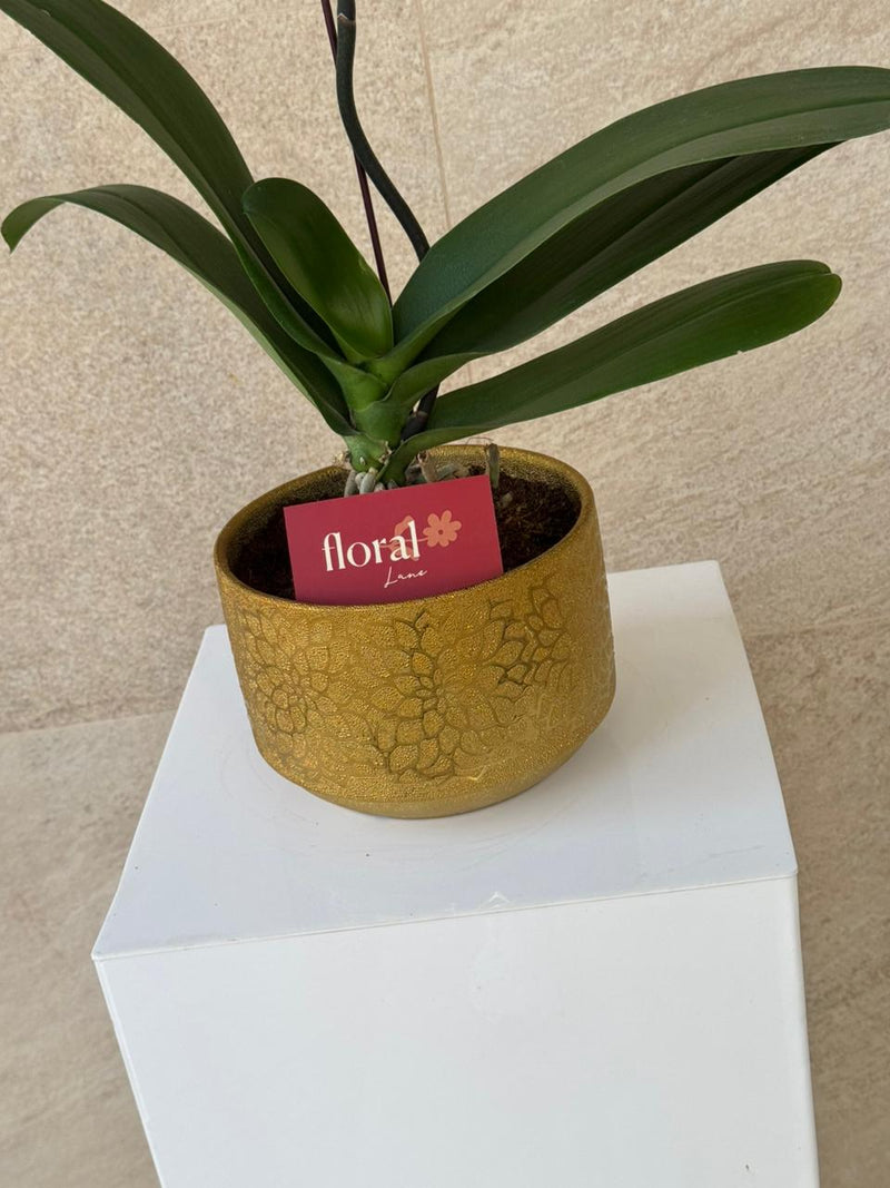 Elegant White Phalaenopsis Orchid in Gold Mosaic Pot