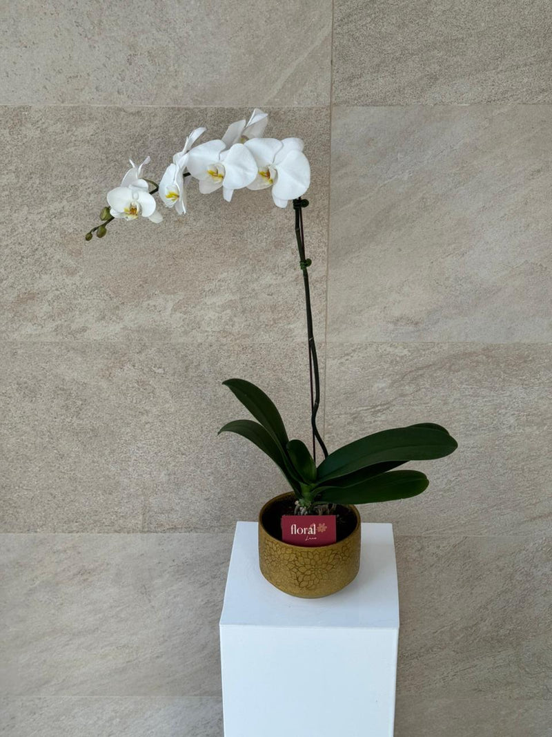 Elegant White Phalaenopsis Orchid in Gold Mosaic Pot