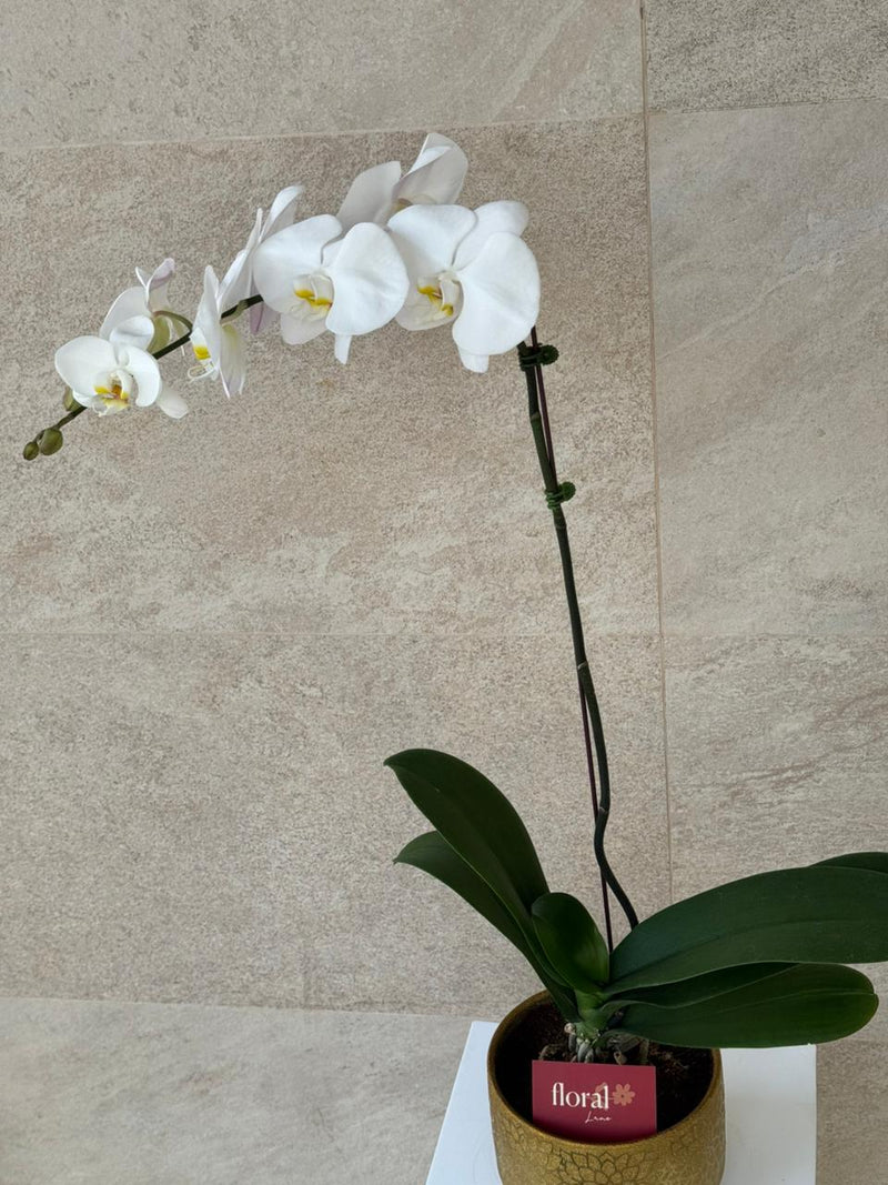 Elegant White Phalaenopsis Orchid in Gold Mosaic Pot