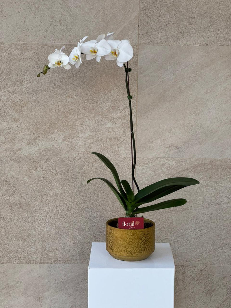 Elegant White Phalaenopsis Orchid in Gold Mosaic Pot