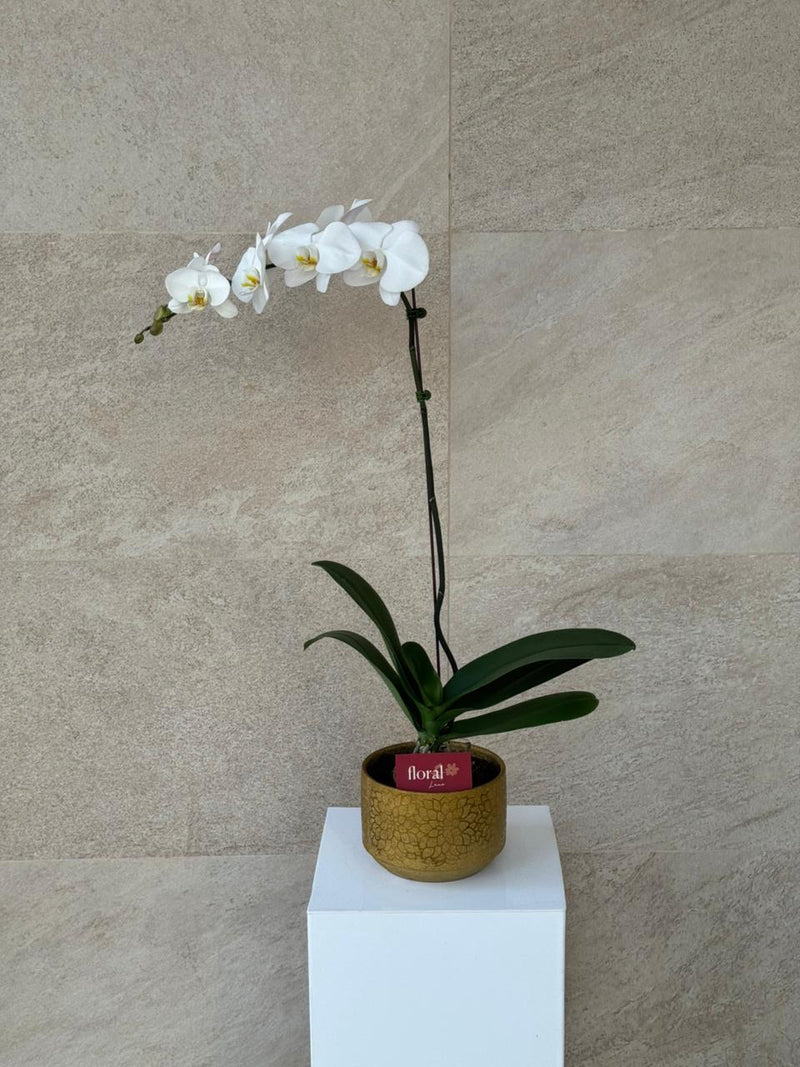 Elegant White Phalaenopsis Orchid in Gold Mosaic Pot