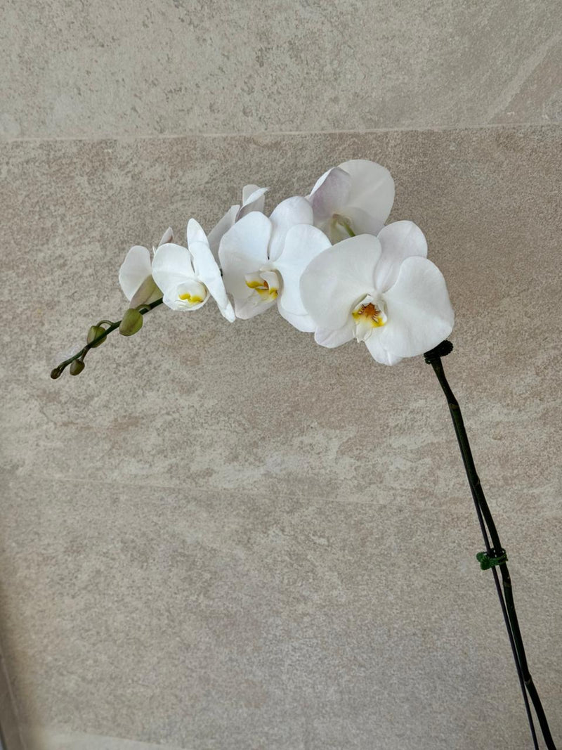 Elegant White Phalaenopsis Orchid in Green Mosaic Pot