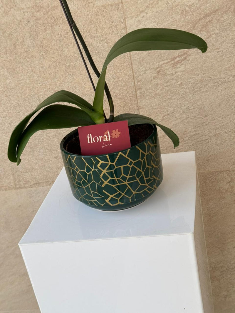 Elegant White Phalaenopsis Orchid in Green Mosaic Pot
