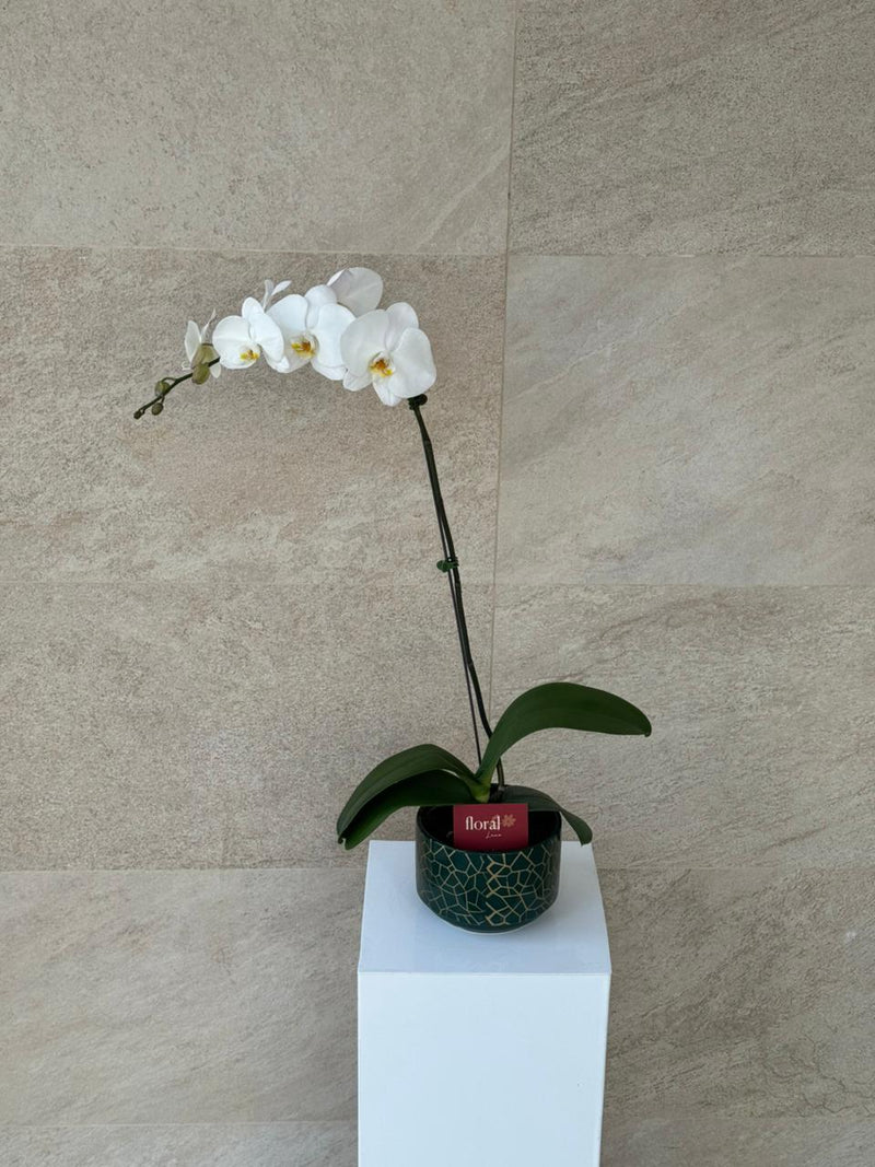 Elegant White Phalaenopsis Orchid in Green Mosaic Pot