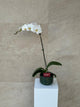 Elegant White Phalaenopsis Orchid in Green Mosaic Pot