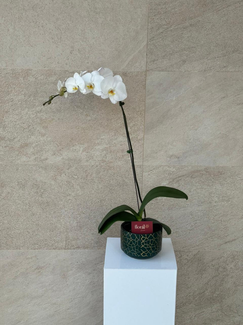 Elegant White Phalaenopsis Orchid in Green Mosaic Pot