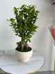 Ginseng Ficus Bonsai in Textured Pedestal Ceramic Pot