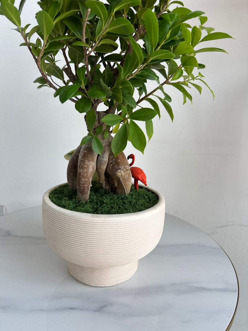 Ginseng Ficus Bonsai in Textured Pedestal Ceramic Pot