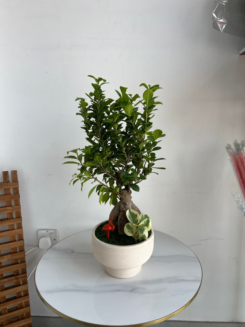Ginseng Ficus Bonsai in Textured Pedestal Ceramic Pot