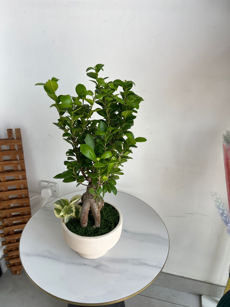 Ginseng Ficus Bonsai in Textured Pedestal Ceramic Pot