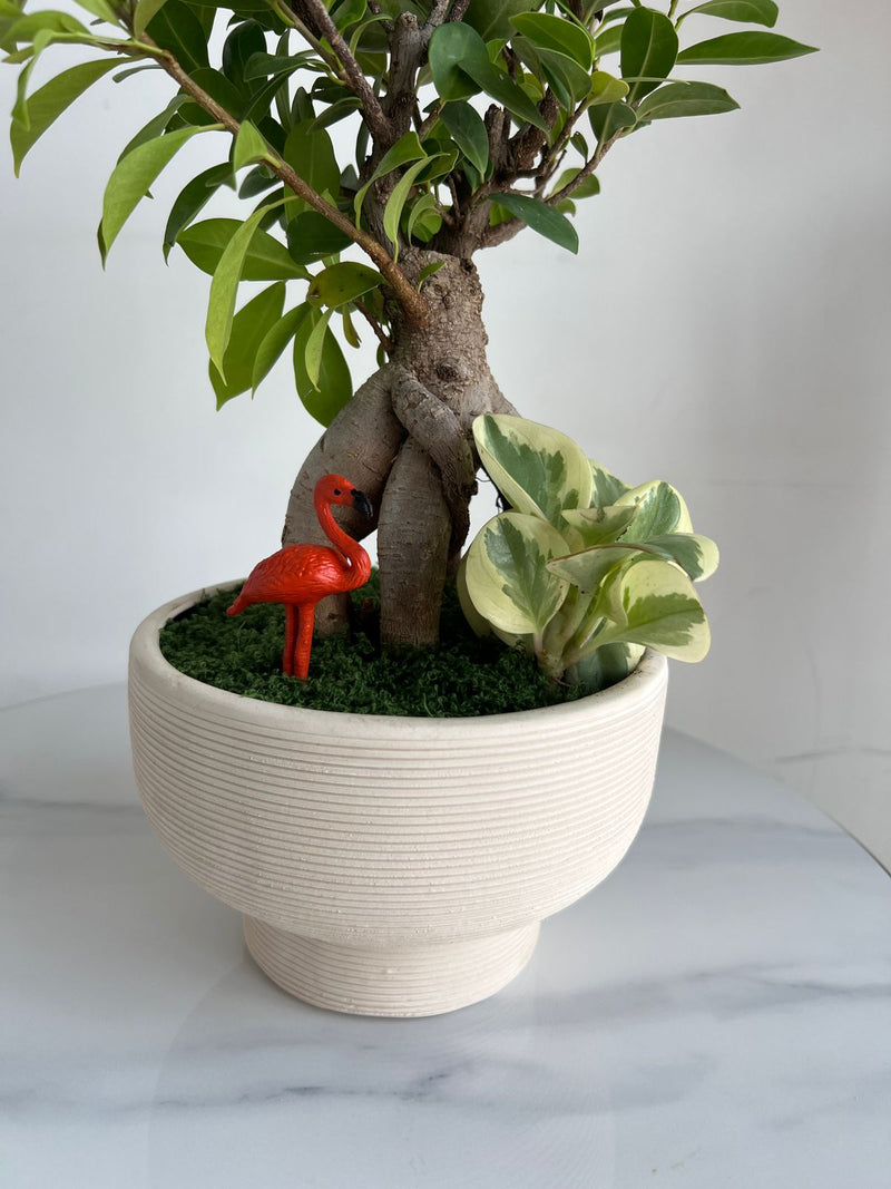 Ginseng Ficus Bonsai in Textured Pedestal Ceramic Pot