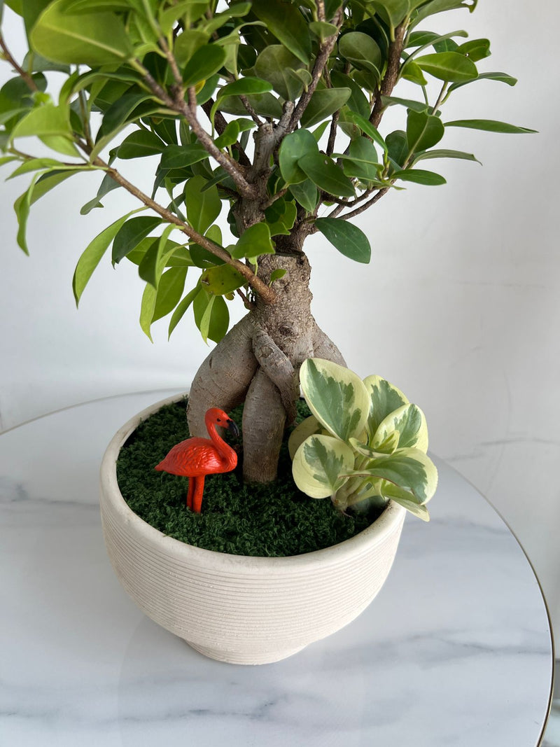 Ginseng Ficus Bonsai in Textured Pedestal Ceramic Pot