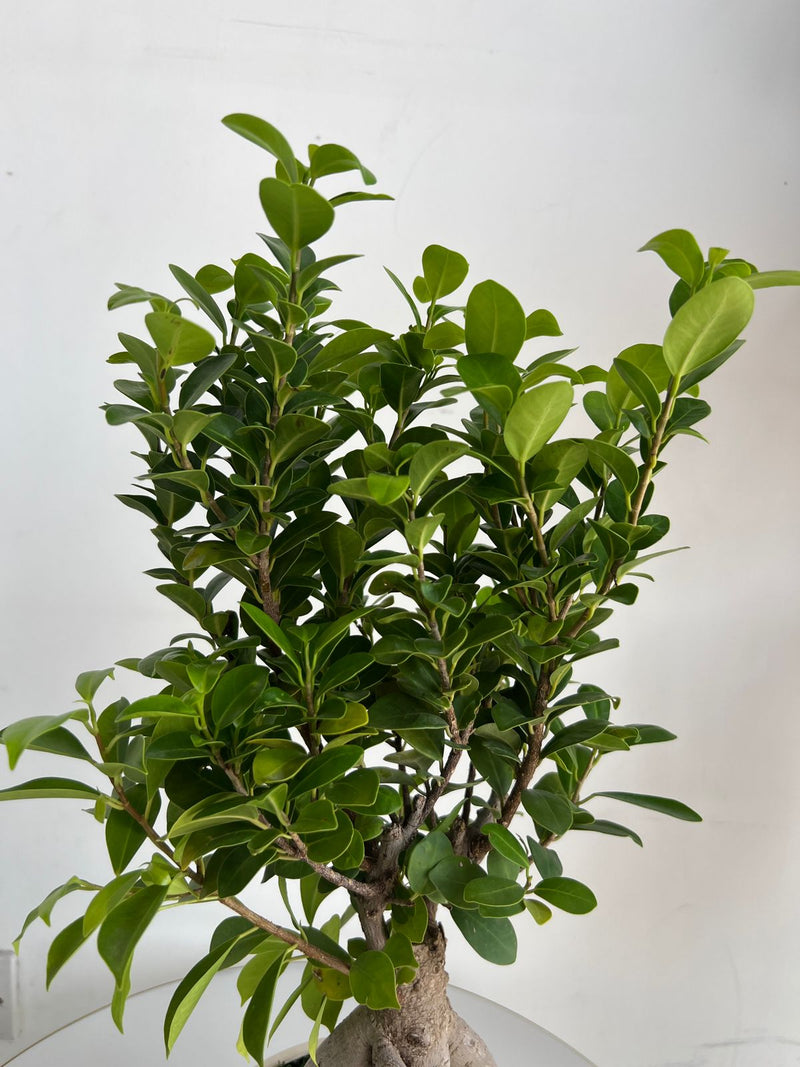 Ginseng Ficus Bonsai in Textured Pedestal Ceramic Pot