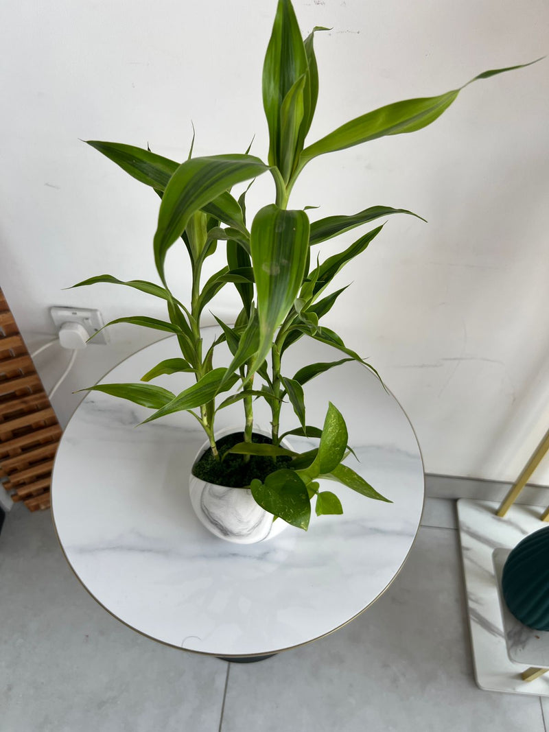 Lucky Bamboo Arrangement in Marble-Effect Ceramic Pot