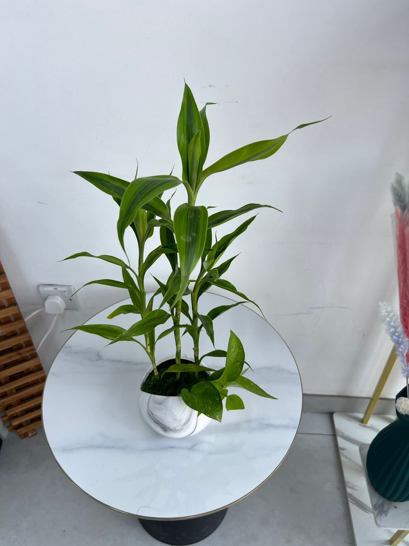 Lucky Bamboo Arrangement in Marble-Effect Ceramic Pot