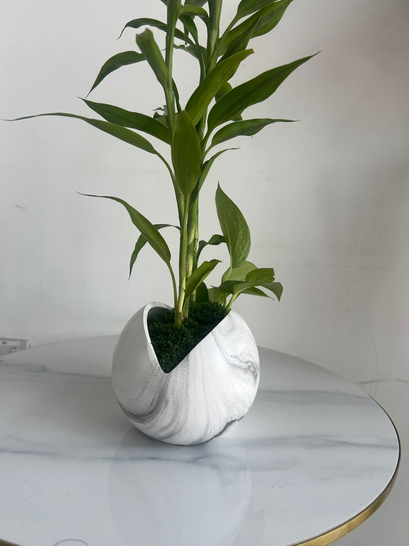 Lucky Bamboo Arrangement in Marble-Effect Ceramic Pot