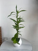 Lucky Bamboo Arrangement in Marble-Effect Ceramic Pot
