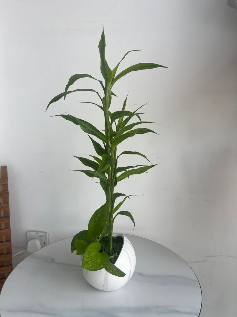 Lucky Bamboo Arrangement in Marble-Effect Ceramic Pot