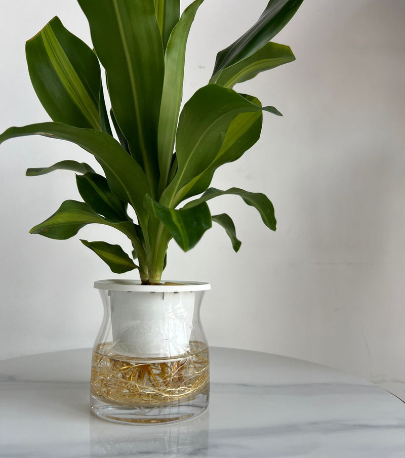 Hydroponic Dracaena (Corn Plant) in Self-Watering Glass Planter