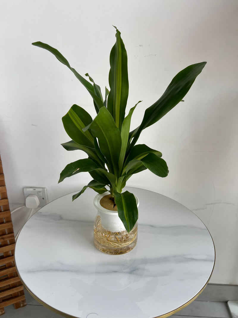 Hydroponic Dracaena (Corn Plant) in Self-Watering Glass Planter