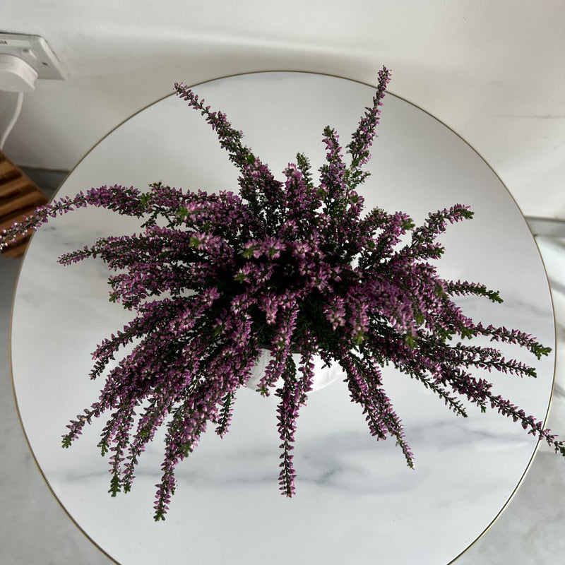 Purple Heather Plant in Marble-Effect Ceramic Pot