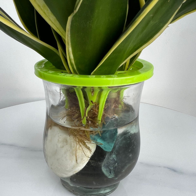 Hydroponic Snake Plant in Glass Vase