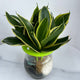 Hydroponic Snake Plant in Glass Vase
