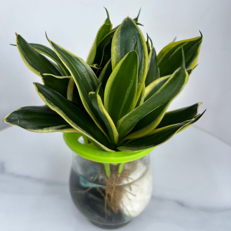 Hydroponic Snake Plant in Glass Vase
