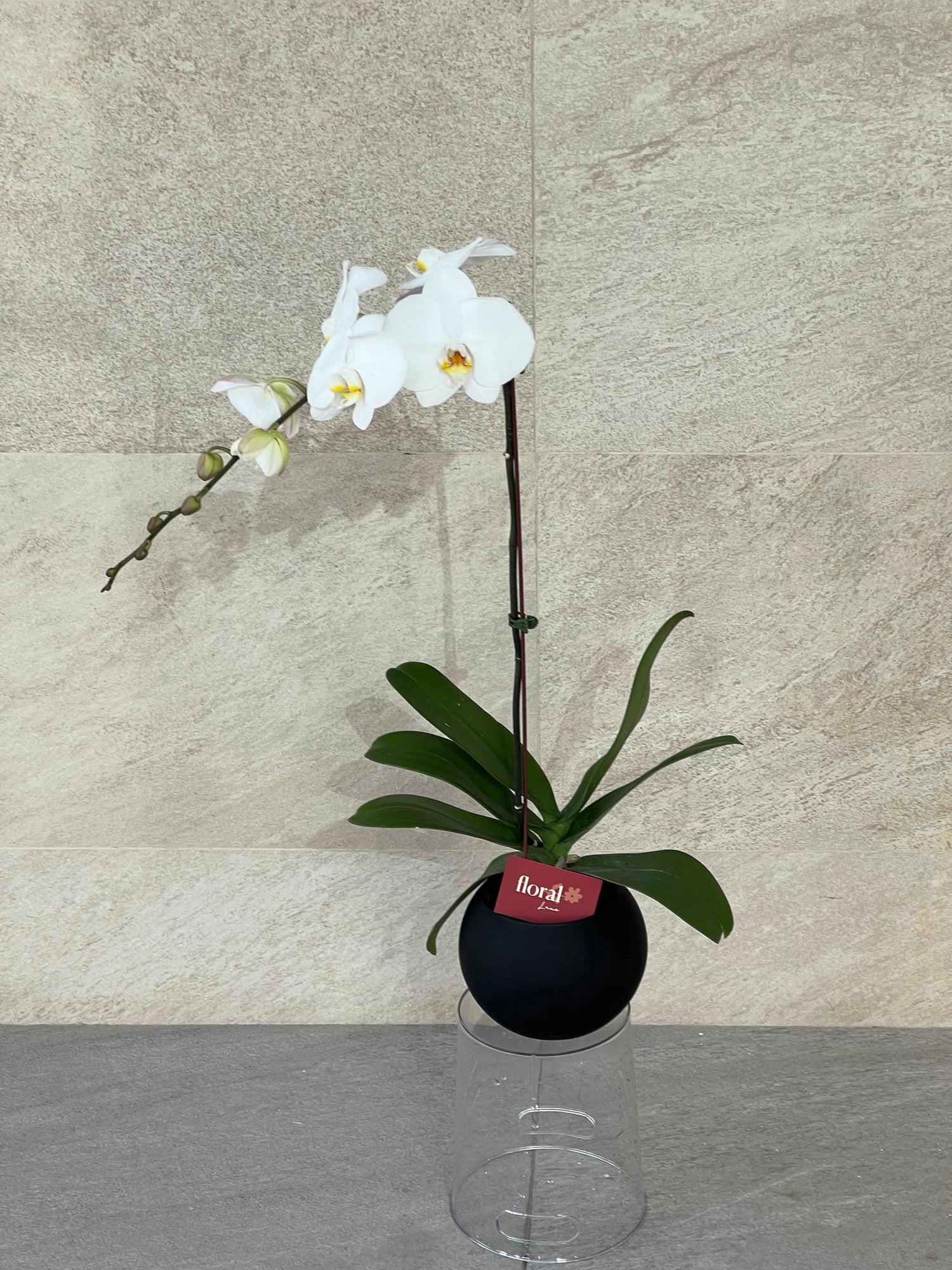 White Orchid Plant