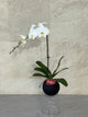 White Orchid Plant