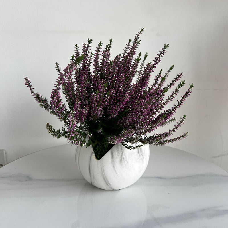 Purple Heather Plant in Marble-Effect Ceramic Pot