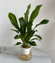 Hydroponic Dracaena (Corn Plant) in Self-Watering Glass Planter