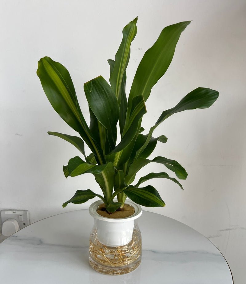 Hydroponic Dracaena (Corn Plant) in Self-Watering Glass Planter